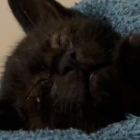 保護子猫に目薬をさそうとしたら→眠気に襲われたようで…『尊すぎる光景』が39万再生「とんでもない破壊力」「自分が守らないとってなるね」