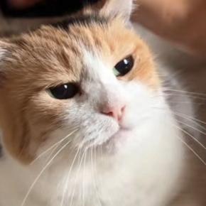 朝から甘えん坊モード全開な三毛猫→撫でてあげると……たまらなく可愛い光景に「ほんっとに愛しい」「赤ちゃんすぎて好き」と悶絶の声続出