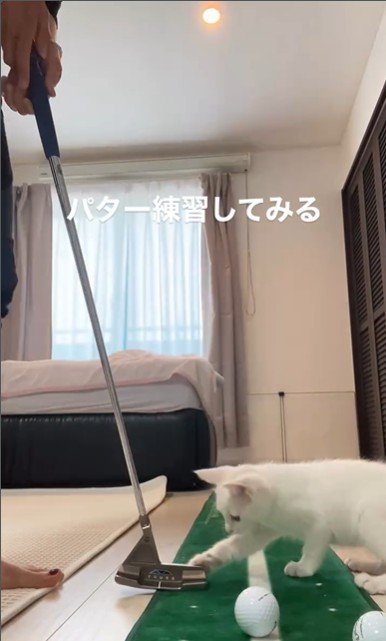 ゴルフの練習をしている人とそれを見ている子猫