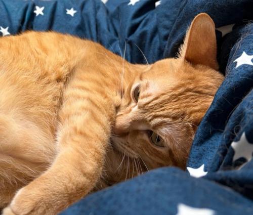 嫌がる猫の表情