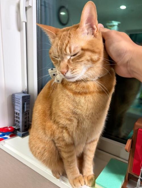 自ら撫でられにくる猫
