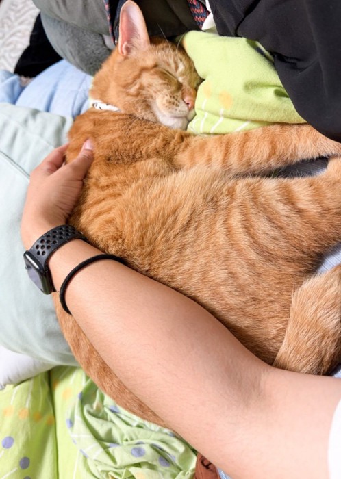 膝の上で撫でられる猫