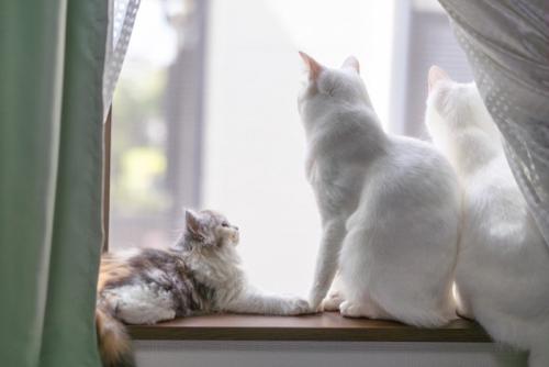 成猫と子猫