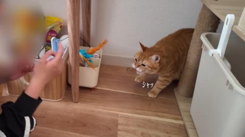 シャッ