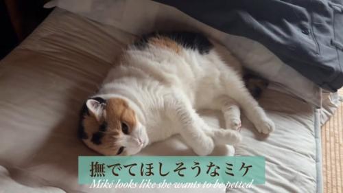 寝る猫