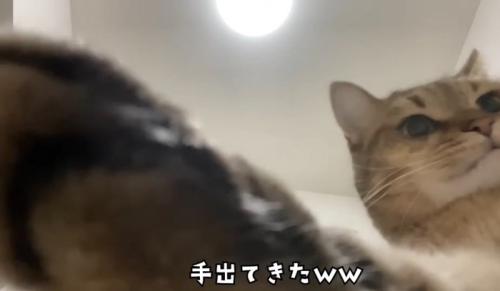 手で隠す猫