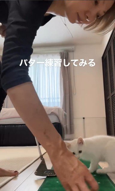 ゴルフの練習をしている人とそれを見ている子猫