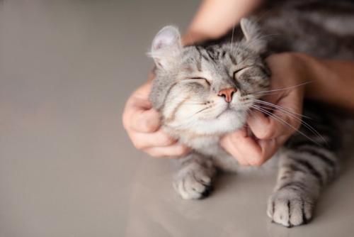 顔を撫でられる猫