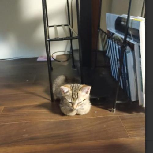 寝そべる子猫