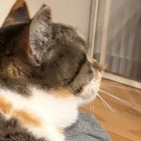 『当たり前のように乗ってくるけど…』大きくなっても『甘え方が変わらない猫』が可愛すぎると２万いいね「幸せの重み」「子供の感覚だよねｗ」
