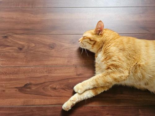フローリングに寝転ぶ猫