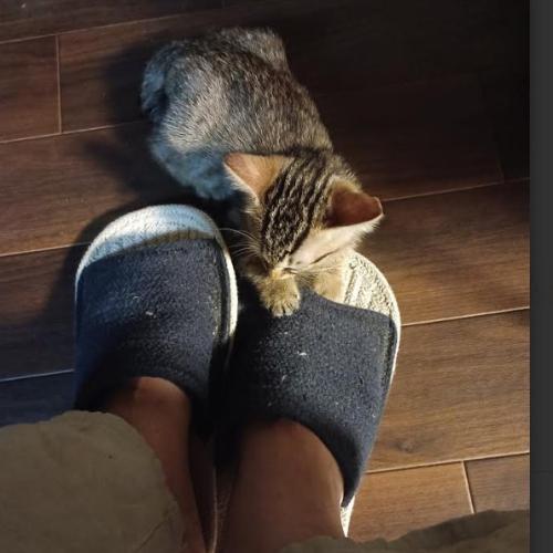 サンダルの上の子猫