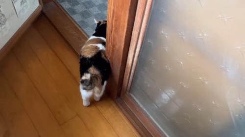 移動する猫