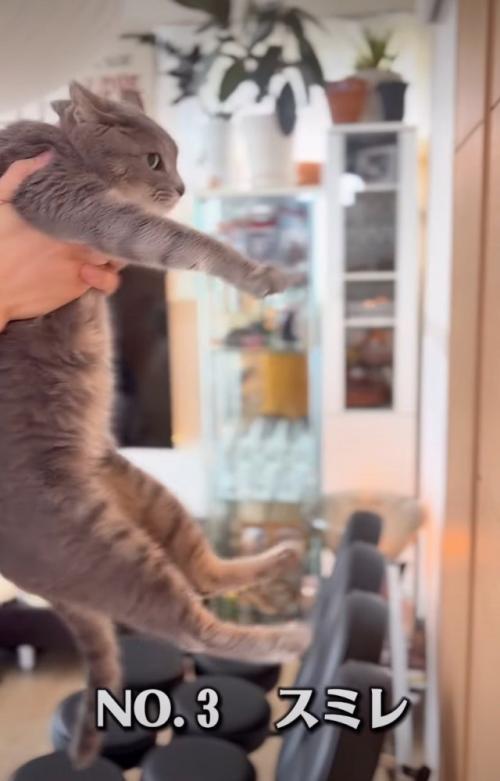 サバトラの猫