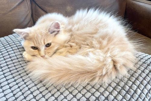 横になって寝る猫