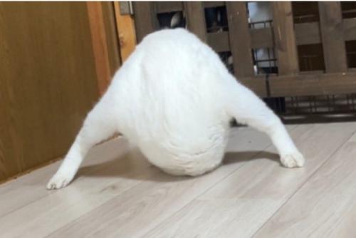 白猫の謎すぎるポーズ