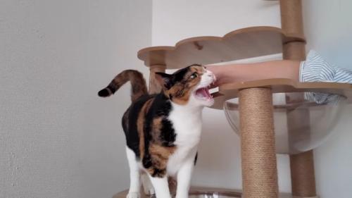 シャー！