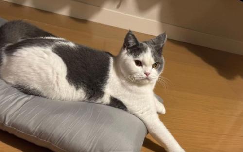 クッションの上に伏せている猫