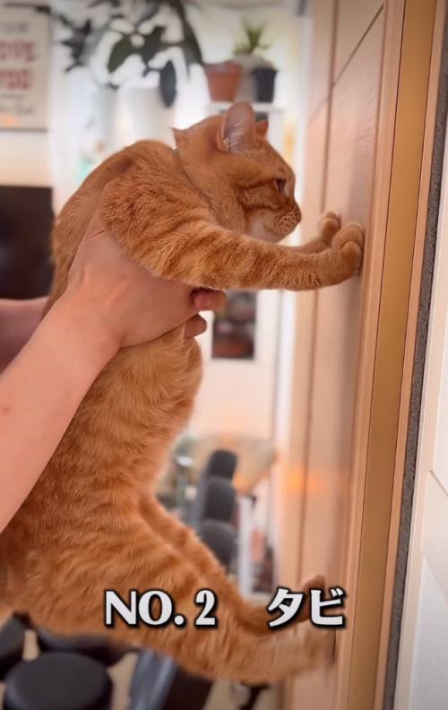 四足全てを壁につける猫