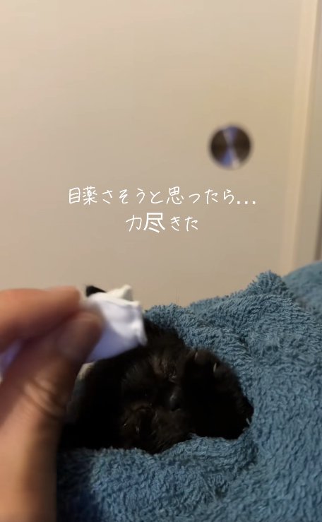 目元を拭いてもらっている子猫