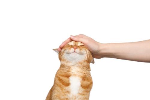 頭を撫でられて微笑む猫