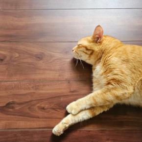 猫が『フローリングの床』で起こすトラブル3つ　事故やケガの危険性から予防策まで解説