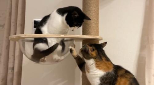 黒白猫の入ったボウルを掻く猫