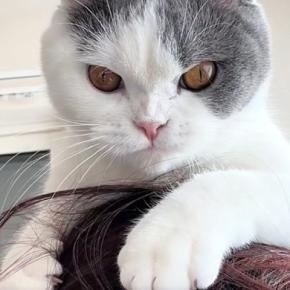 猫が髪の毛で遊んでいると思ったら…次の瞬間→予想外の『尊すぎる光景』に「ママ猫にじゃれる子猫みたい」「居心地よかったんだ」と14万再生