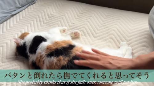 倒れる猫