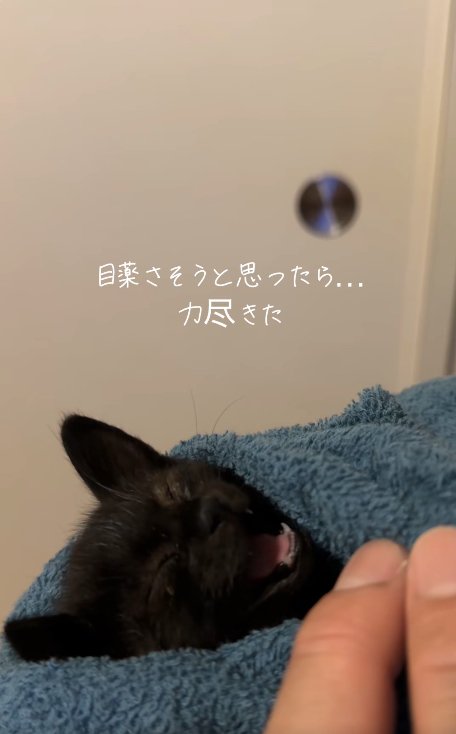 目を瞑って口を開けているタオルに包まれた子猫