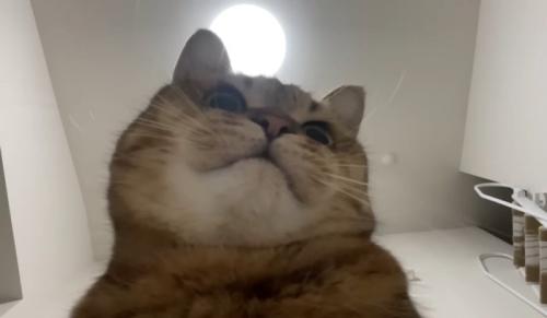 むちむちな顎を持つ猫