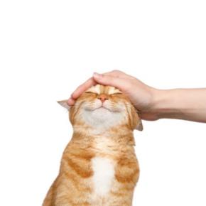 愛猫を満足させる『最高の撫で方』のコツ3つ　絆を深めるメリットも？喜ばれる部位までご紹介