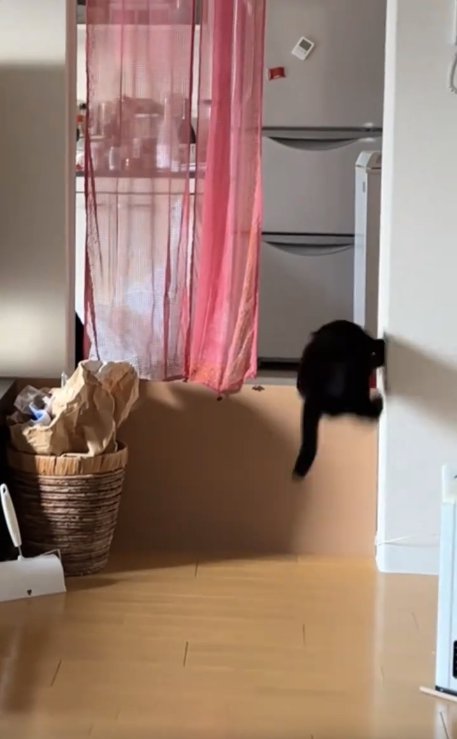 壁を蹴ってジャンプしている猫