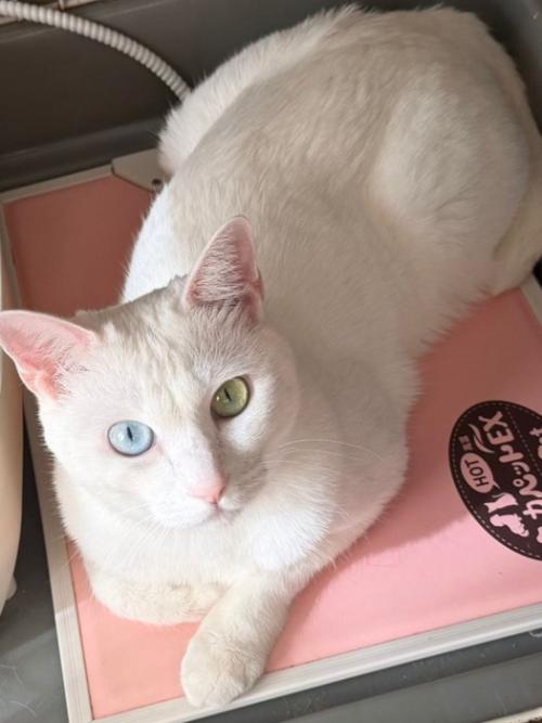 オッドアイの白猫
