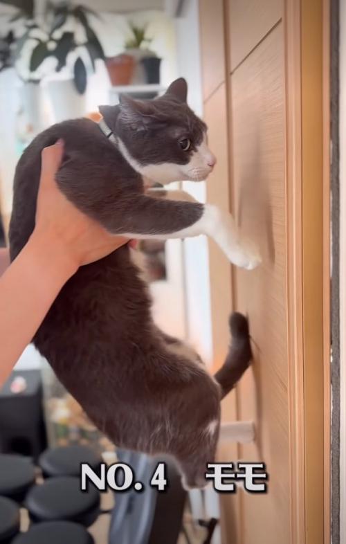 壁に近づく猫
