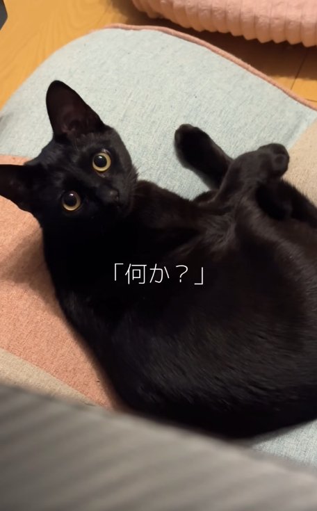 座椅子で丸くなっているカメラ目線の黒猫
