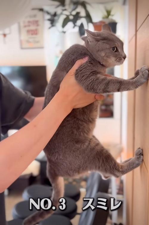 壁に足をつける猫
