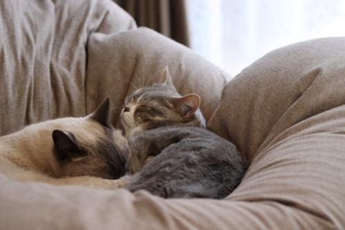 布団で寄り添う2匹の猫