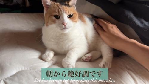見つめる猫