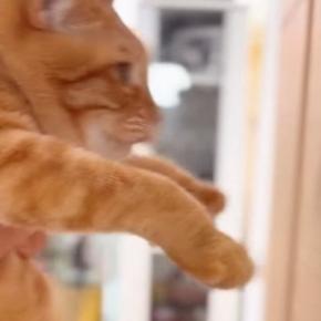 『賢い猫は壁に手をつける』→検証してみた結果…とんでもなく尊い『まさかのオチ』が658万再生「最後が優勝ｗ」「むしろ賢いかもｗ」と話題