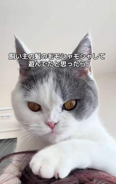 飼い主の頭の上で髪の毛で遊ぶ猫