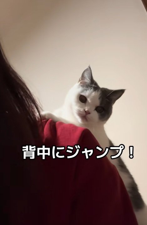 飼い主の背中の上にのぼる猫