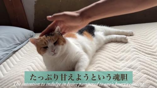 ご満悦な猫