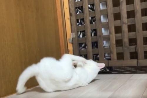 白猫がでんぐり返しする瞬間