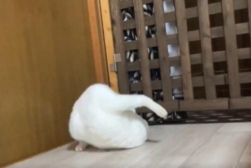 白猫がでんぐり返しする瞬間2