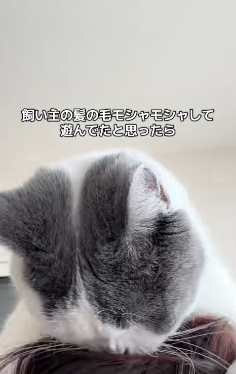 飼い主の頭の上で髪の毛で遊ぶ猫