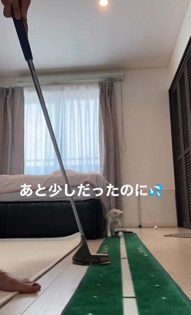 ゴルフの練習をしている人とそれを見ている子猫