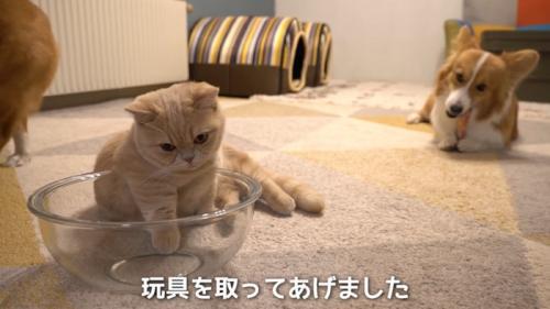 ボウルに前足を入れる猫