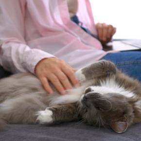 猫が『あなたの近くから離れない』ときの理由5つ　気持ちの見分け方や対処法まで解説
