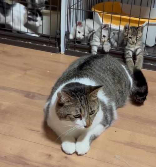 しっぽを右に動かすぴえんくん